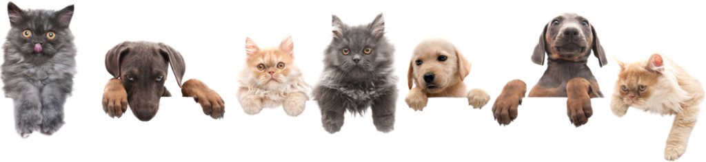 pets divisa primeira dobra COMPLETO